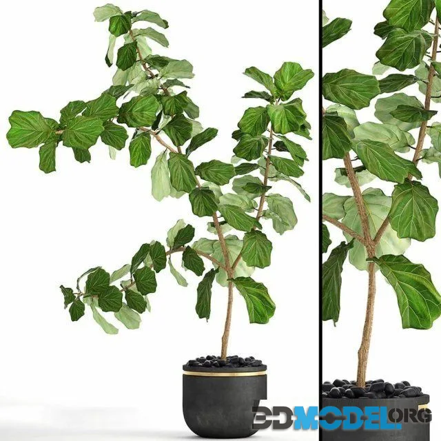 The ficus is lyrata 10