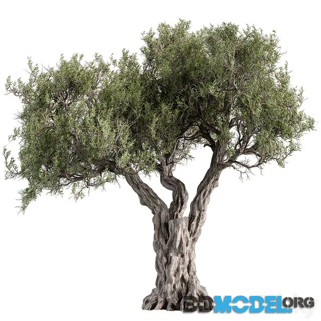 Tree Olive - Set 195