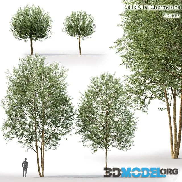 Willow (Salix Alba Chermesina) 4 trees