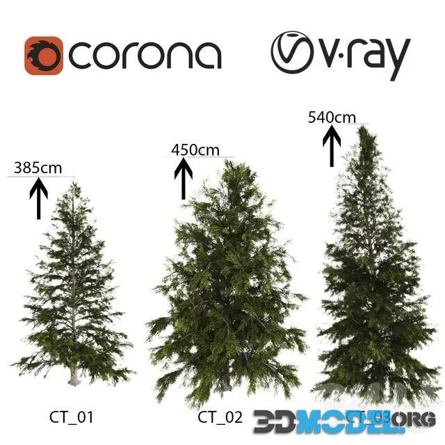 3 Spruce