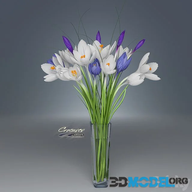 Сrocus flowers in bouquet