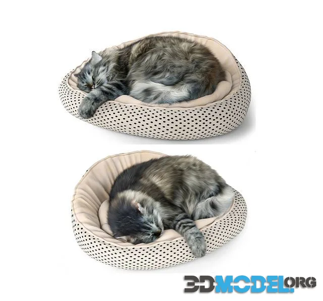 A fluffy cat is lying on a pouf bed