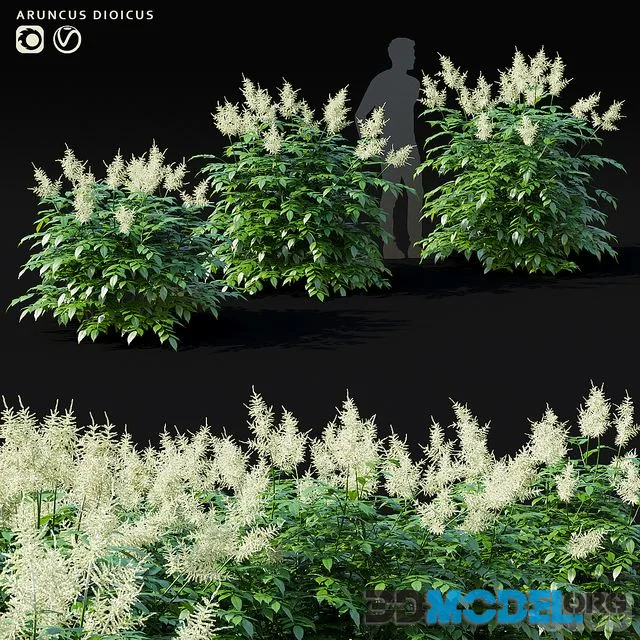 Aruncus dioicus flower
