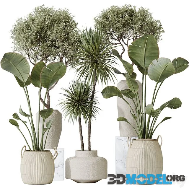 AV Indoor plants set 172 Mission Arbequina Olive and Ravenala Banana Strelitzia and Spineless Yucca Aloifolia Rostrata
