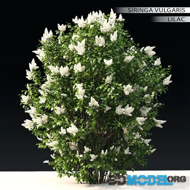 Blooming lilac #3