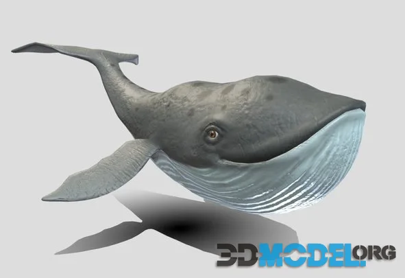 Cartoon Whale (PBR)