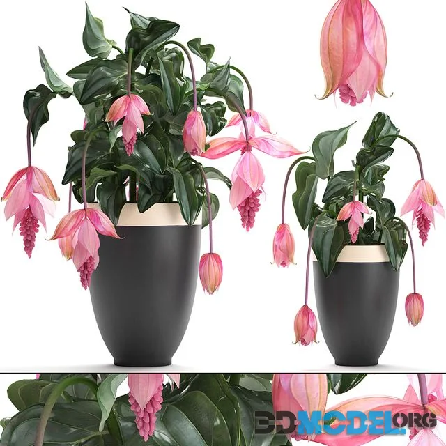 Collection of plants. rose flowers, medinilla, exotic flower, pot, flowerpot, houseplants, bud
