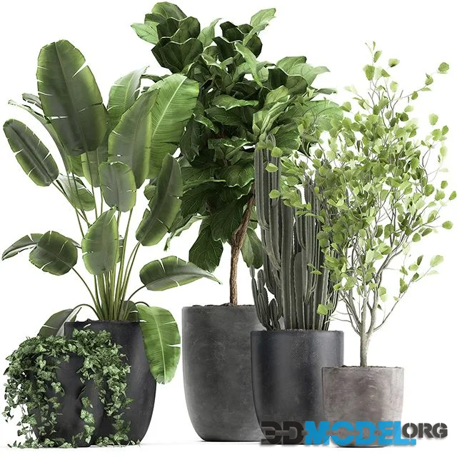 Collection of plants in black pots with Strelitzia, Ficus lyrata, tree, ivy, banana palm, ravenala. Set 961