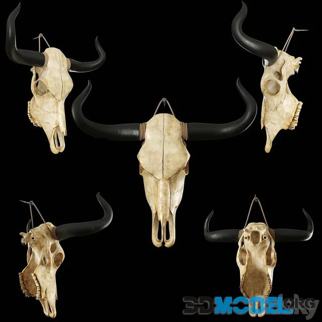 Cow skull