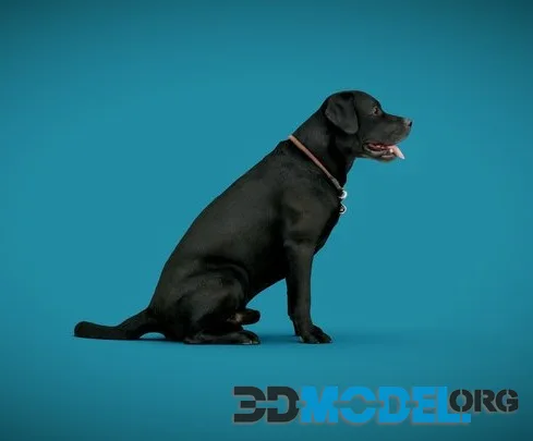 DOG A   2Of6   Labrador (PBR)