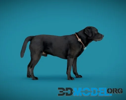 DOG A   6Of6   Labrador (PBR)