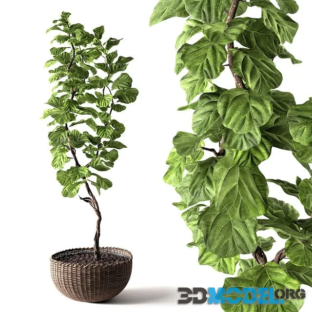 Ficus Lyrata 1850mm (in a basket)