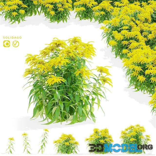 Goldenrod flowers Solidago