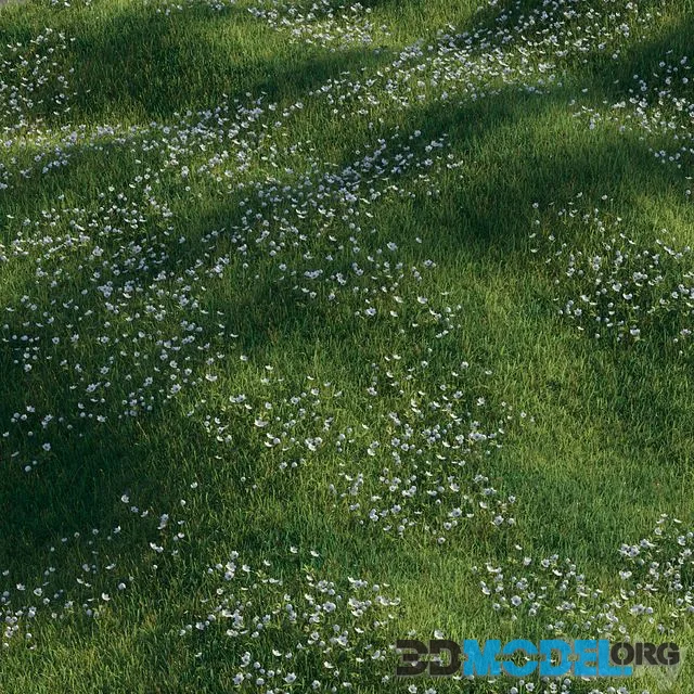 Grass with anemone flowers