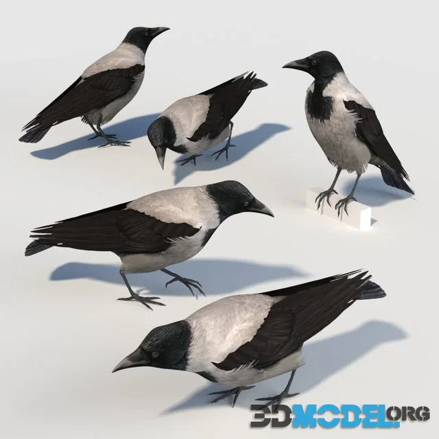 Hooded Crow (bird)