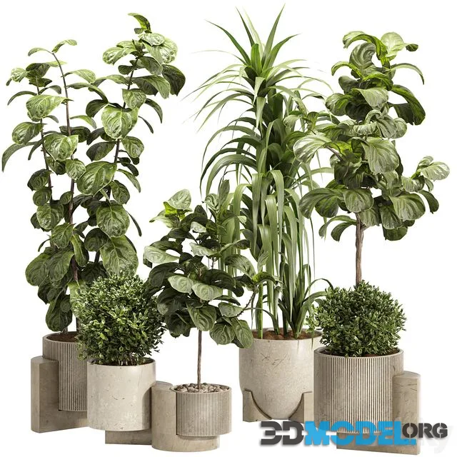 Indoor Ficus Lyrata Plants Set 60