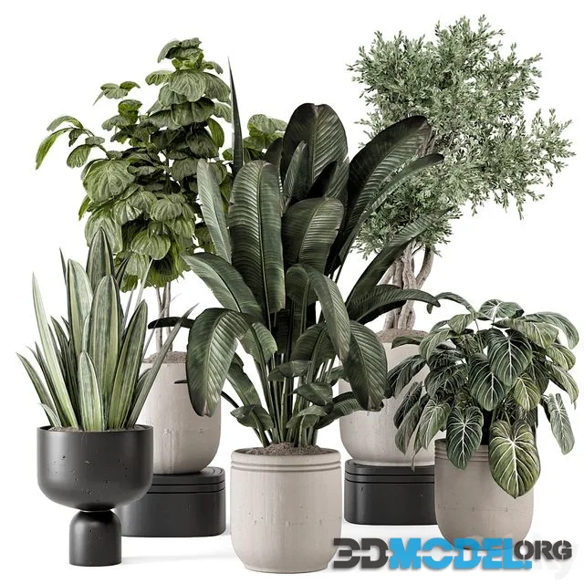 Indoor Plants in rusty Concrete Pot - Set 1286