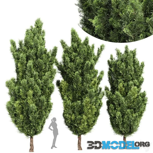 Italian Cypress High details 3Trees