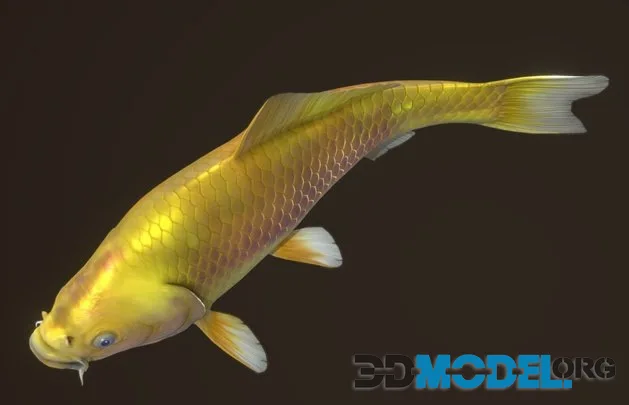 Koi — Kigoi (PBR)