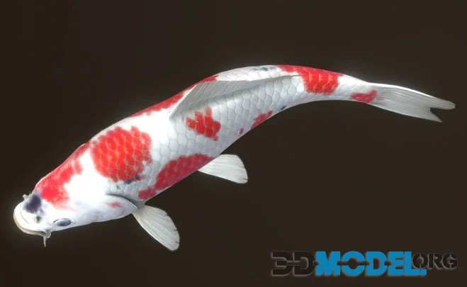 Koi — Kohaku (PBR)