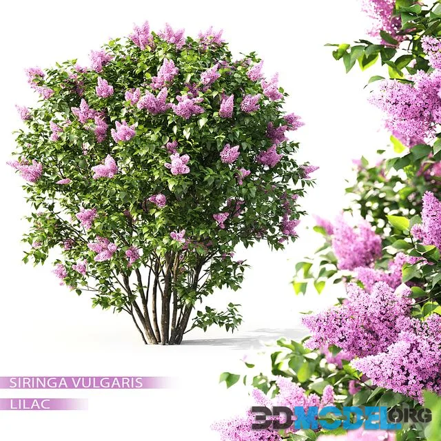Lilac blossoms
