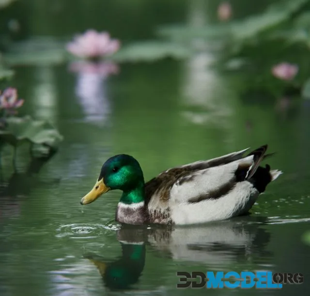 Male Mallard Animation (PBR)