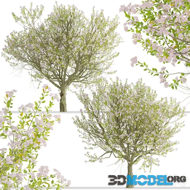 Malus spectabilis Tree (Chinese flowering apple) (1 Tree)
