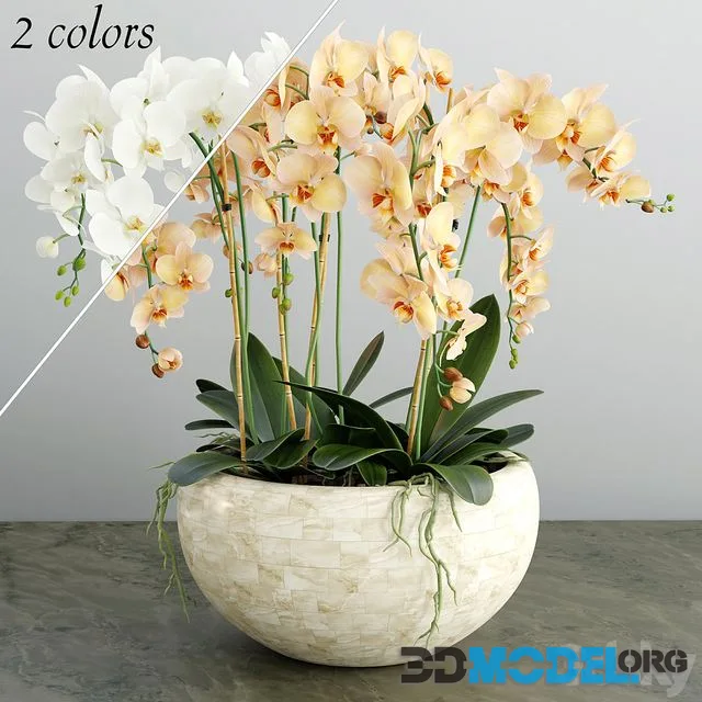 Orchid 4 (2 colors)