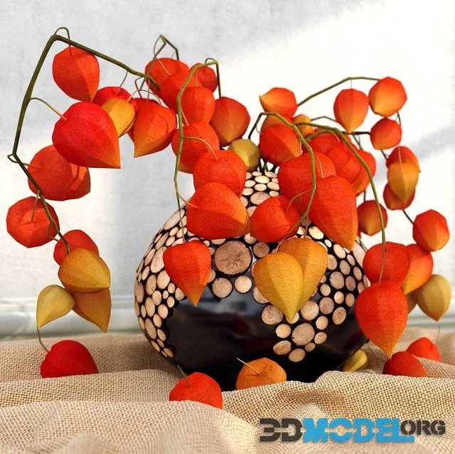Physalis in a vase