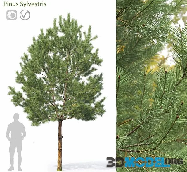 Pinus Sylvestris 33