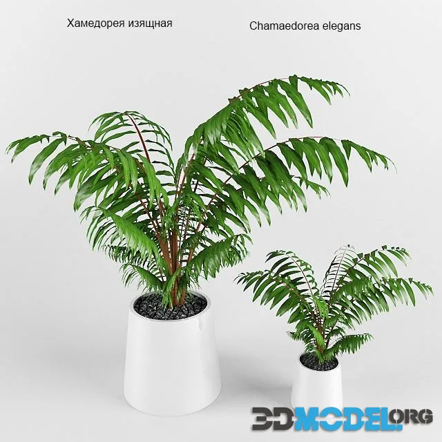 Plant Hamedore