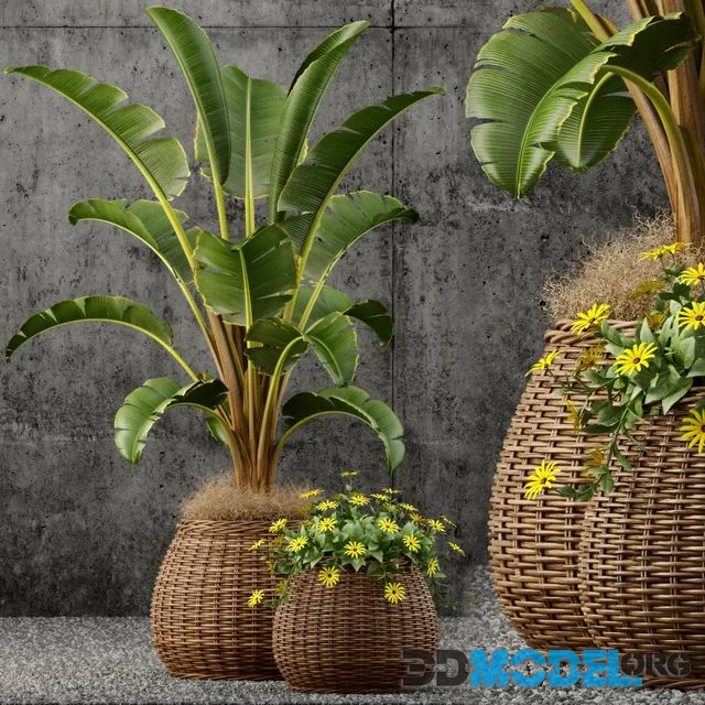 Plants collection 55