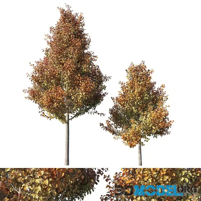 Pyrus calleryana Chanticleer