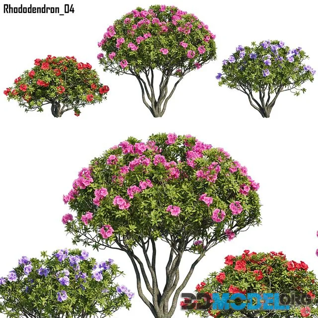 Rhododendron 04