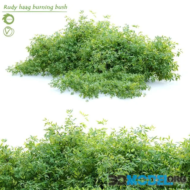 Rudy haag burning bush