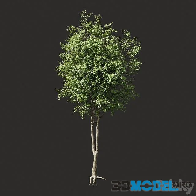 Summer tree # 2