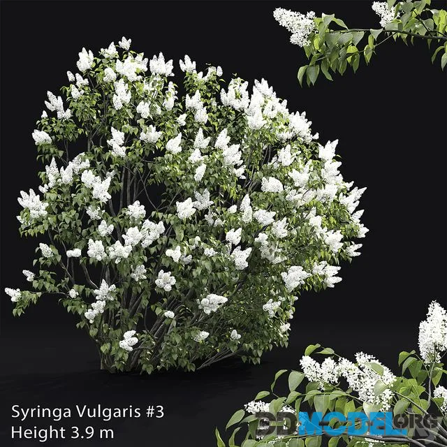 Syringa vulgaris # 3