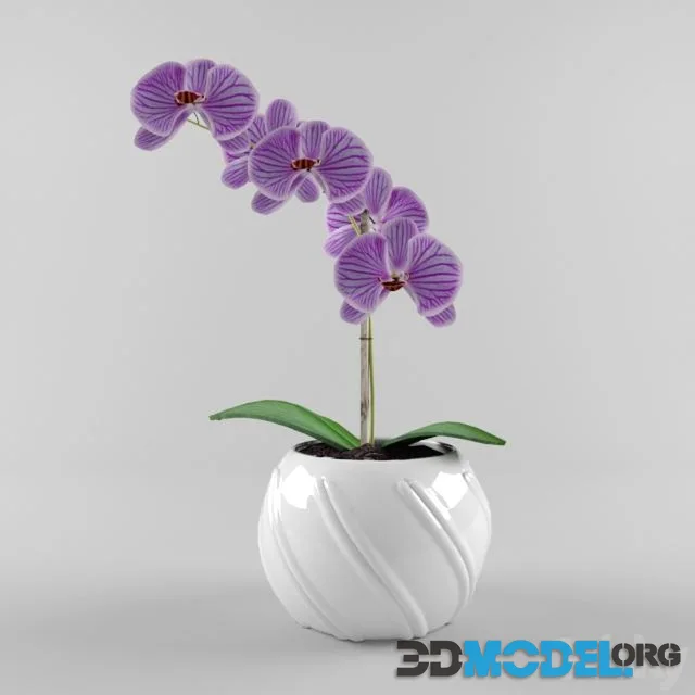 An orchid in a white pot