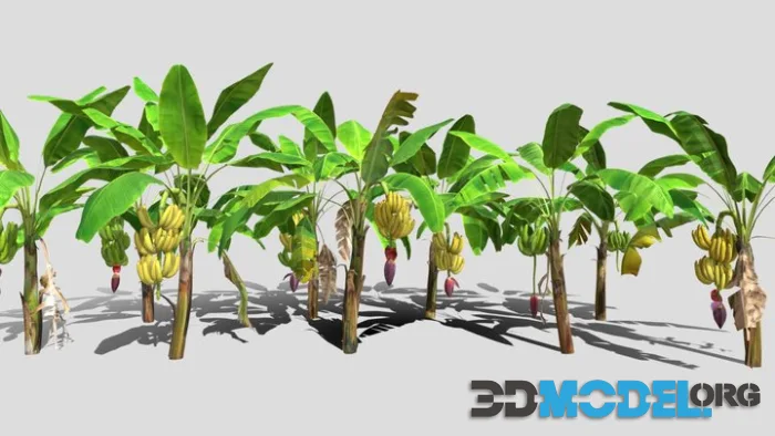 Banana Plantation (PBR)