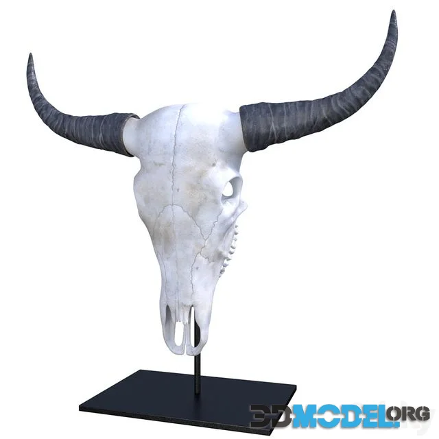 Bison skull