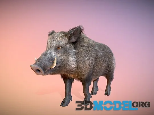 Boar Realistic (PBR)