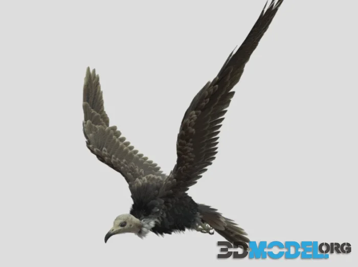 Hooded Vulture (PBR)