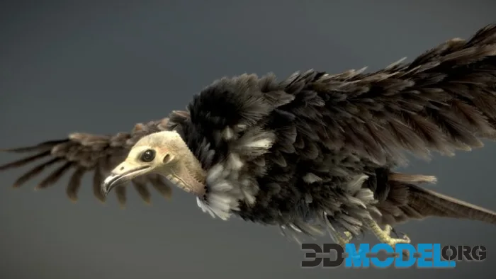 Hooded Vulture 01 (PBR)
