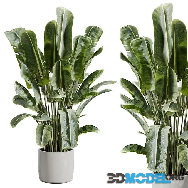 indoor plant 512