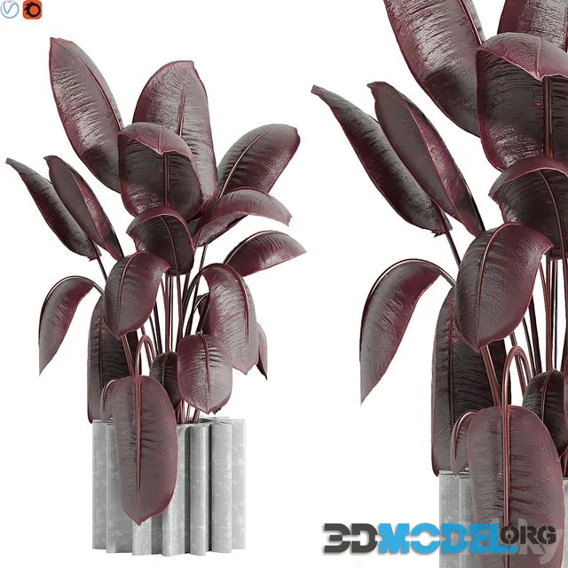 Indoor plant 65
