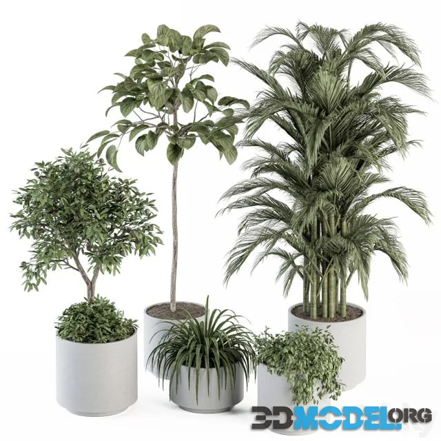 Indoor Plant Set 257