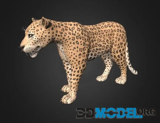 Leopard (PBR)