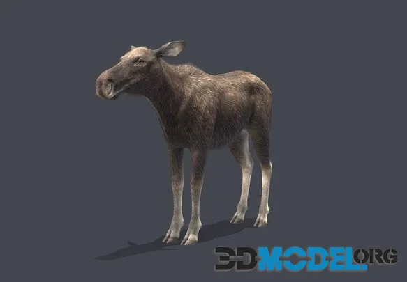 Moose   Cow (PBR)