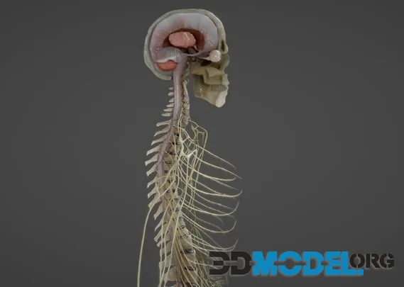 Nerves With A Skeletal Cross Section (PBR)
