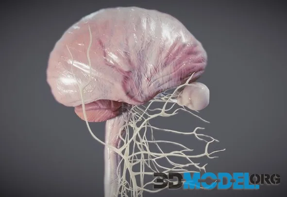 Nervous System And Dura Mater (PBR)